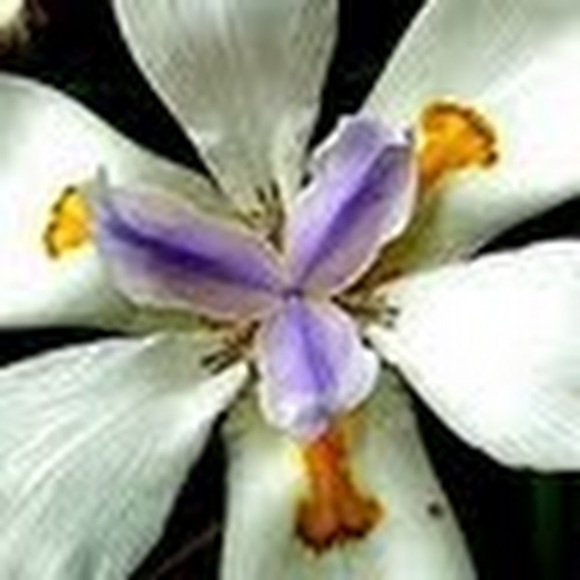 Meet your Posher, Jillian - Picture 1 of 1